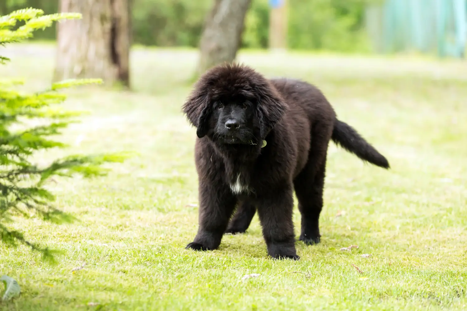 Buying a Newfoundland puppy means taking responsibility! Buy Newfoundland puppies.