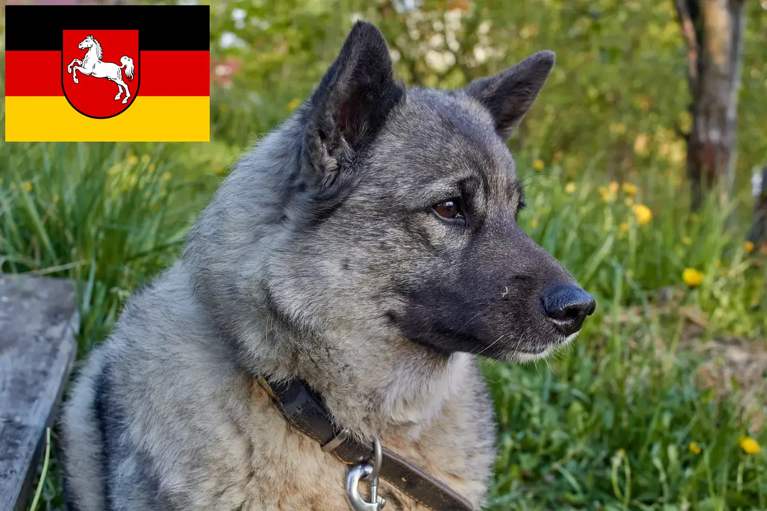 Norwegian Elkhound puppies and breeders Lower Saxony Here you can find Norwegian Elkhound breeders in Lower Saxony.