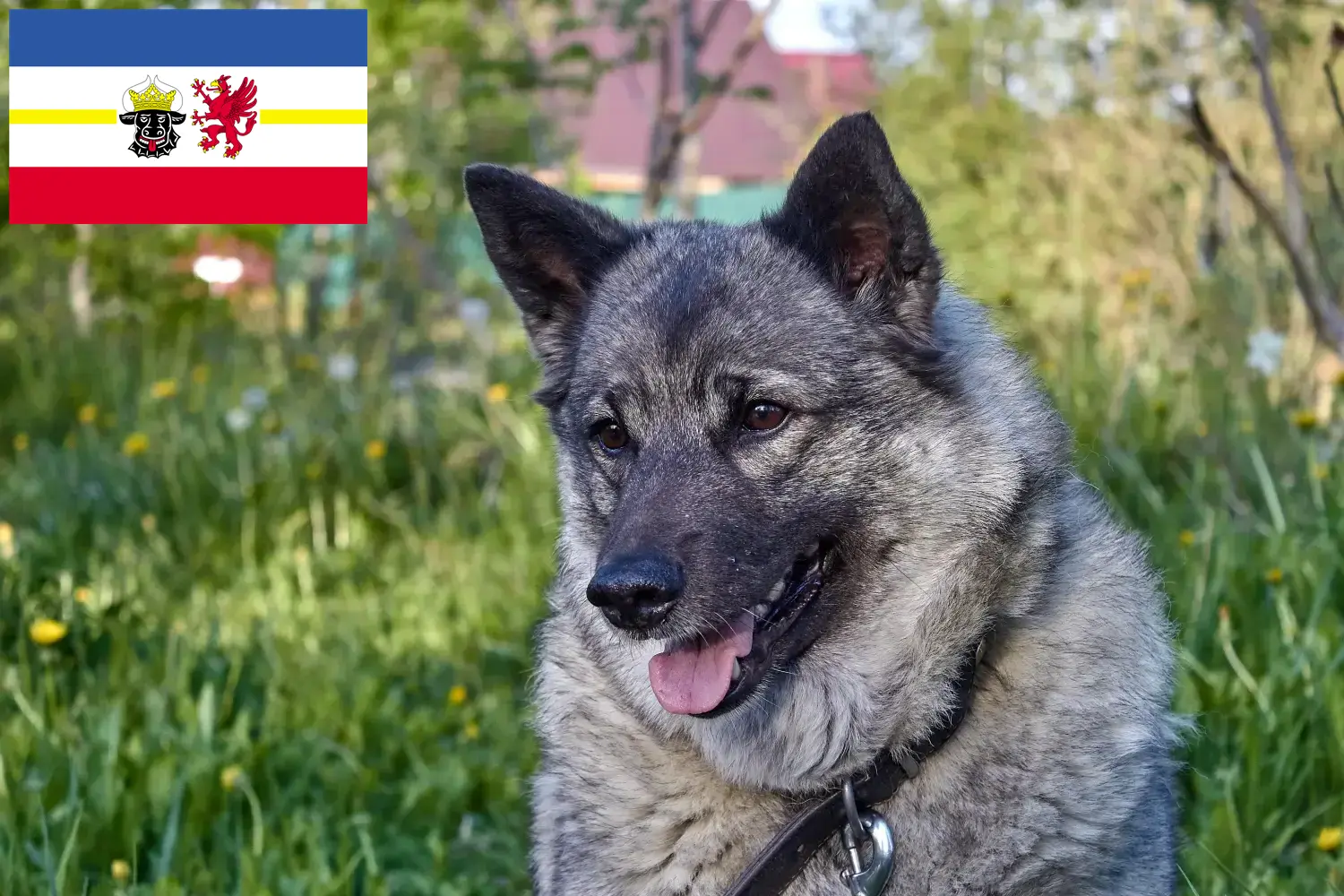 Norwegian Elkhound puppies and breeders Mecklenburg-Vorpommern Here you can find Norwegian Elkhound breeders in Mecklenburg-Vorpommern.