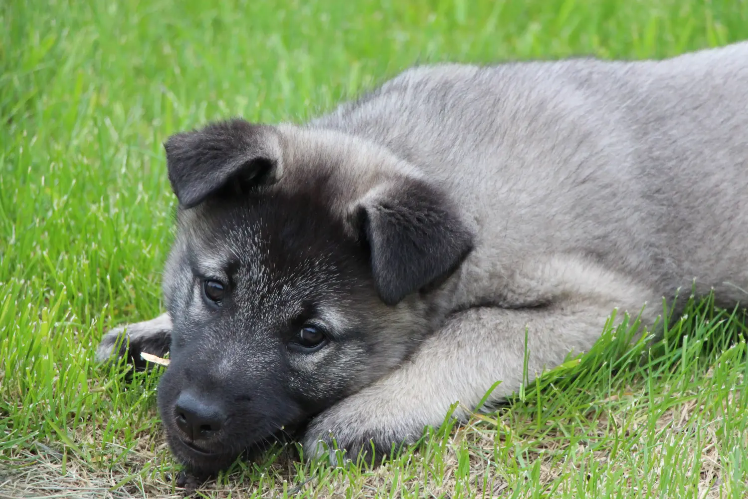 Buying a Norwegian Elkhound puppy means taking responsibility! Buy Norwegian Elkhound puppies.