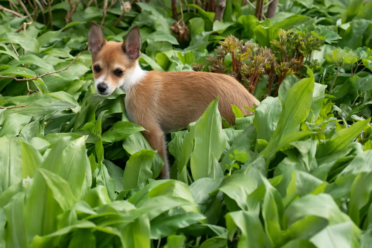 Buying a Norwegian Lundehund puppy means taking responsibility! Buy Norwegian Lundehund puppies.
