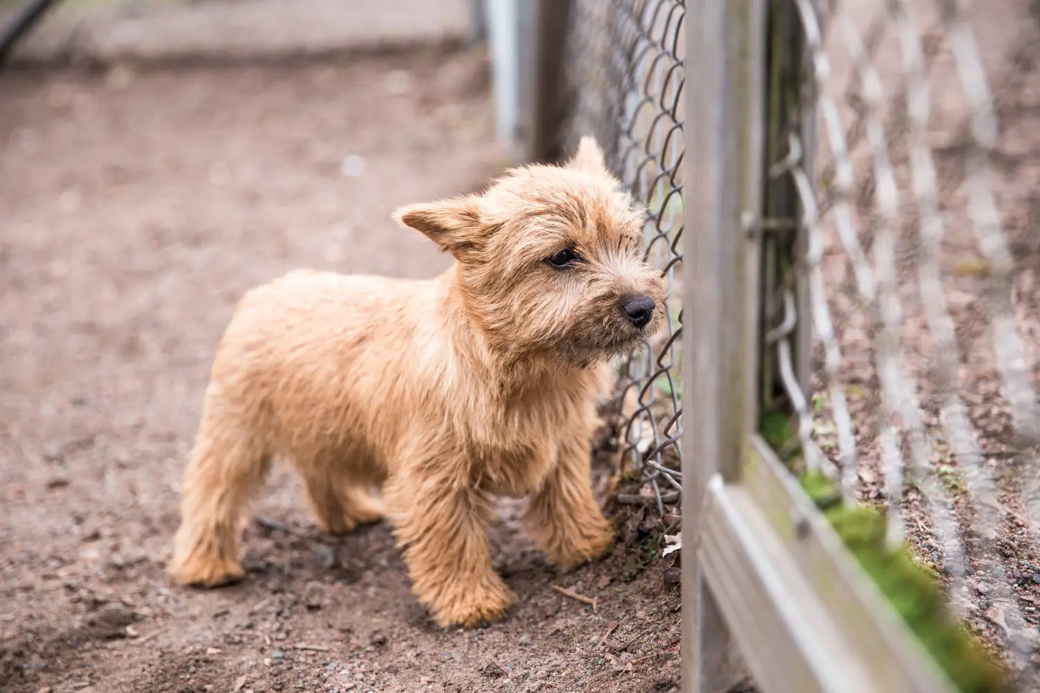 Buying a Norwich Terrier puppy means taking responsibility! Buy Norwich Terrier puppies.