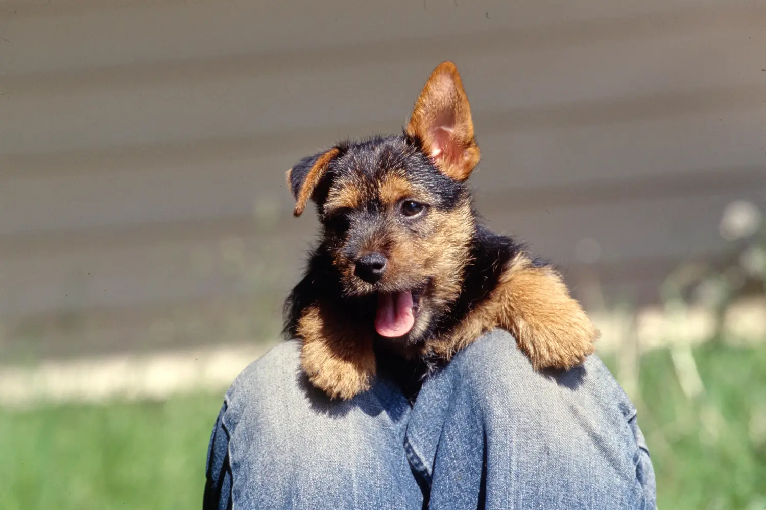 Buying a Norwich Terrier puppy means taking responsibility! Buy Norwich Terrier puppies.