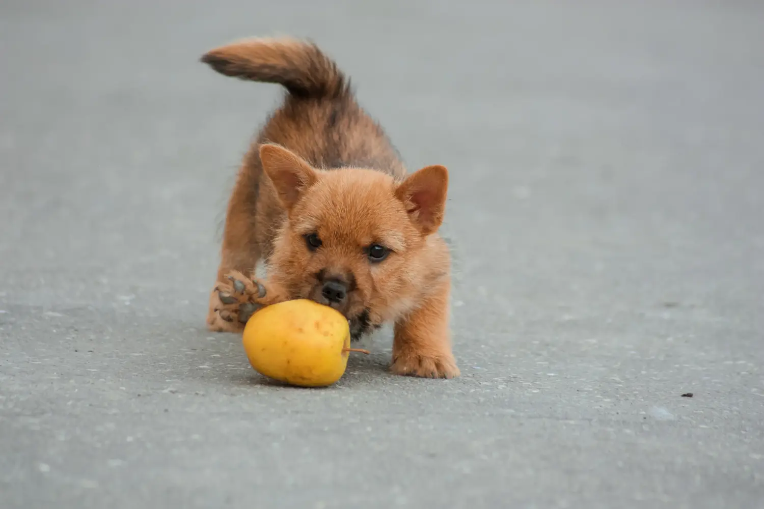 Buying a Norwich Terrier puppy means taking responsibility! Buy Norwich Terrier puppies.