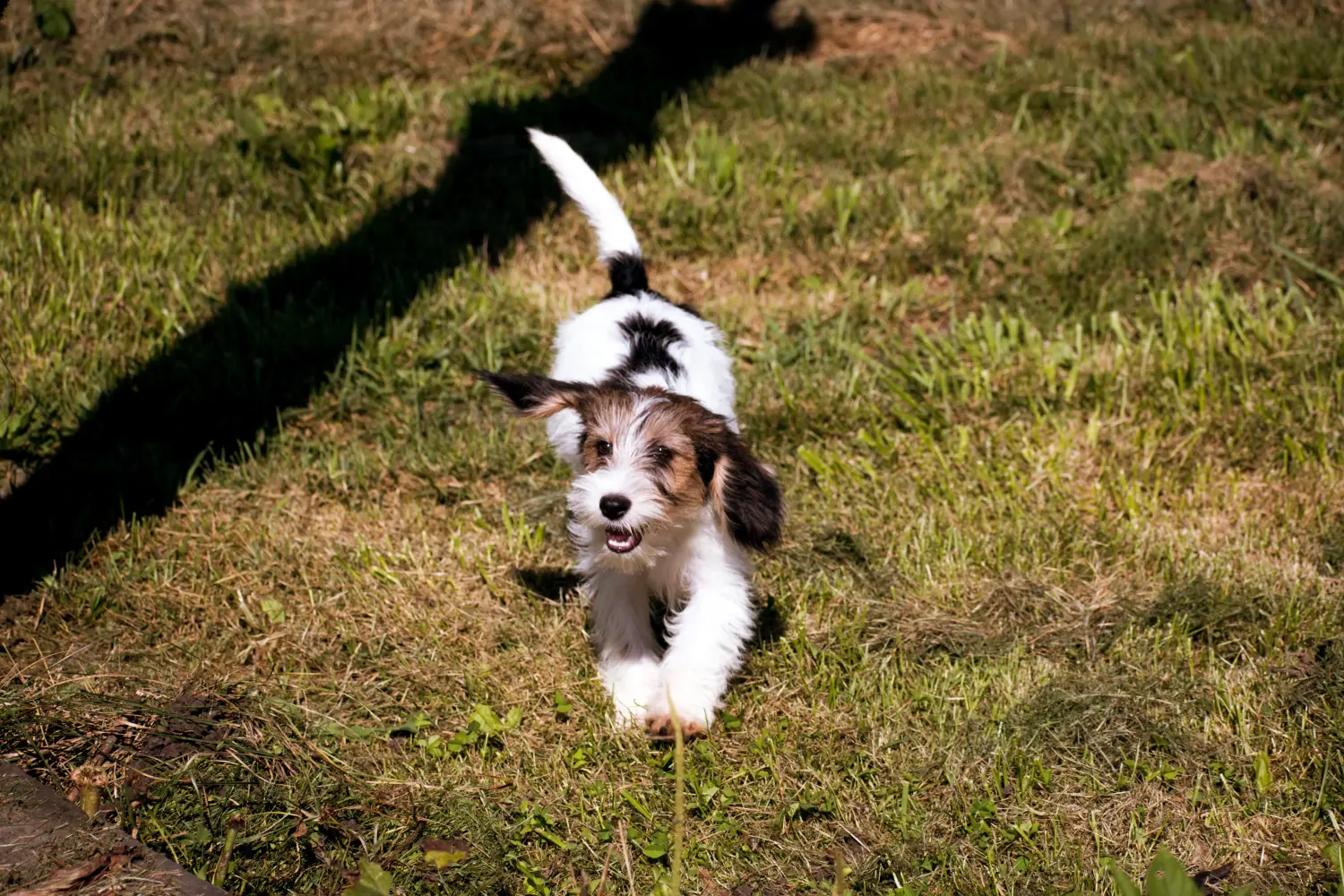 Buying a Petit Basset Griffon Vendéen puppy means taking responsibility! Petit Basset Griffon Vendéen puppies for sale.