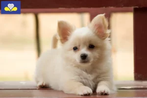 Read more about the article Pomchi breeders and puppies in the Brussels-Capital Region