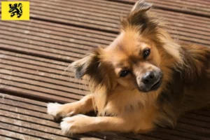 Read more about the article Pomchi breeders and puppies in Flanders