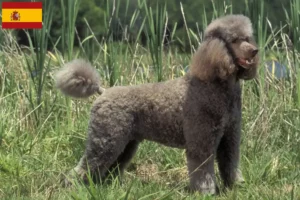 Read more about the article Poodle breeders and puppies in Spain