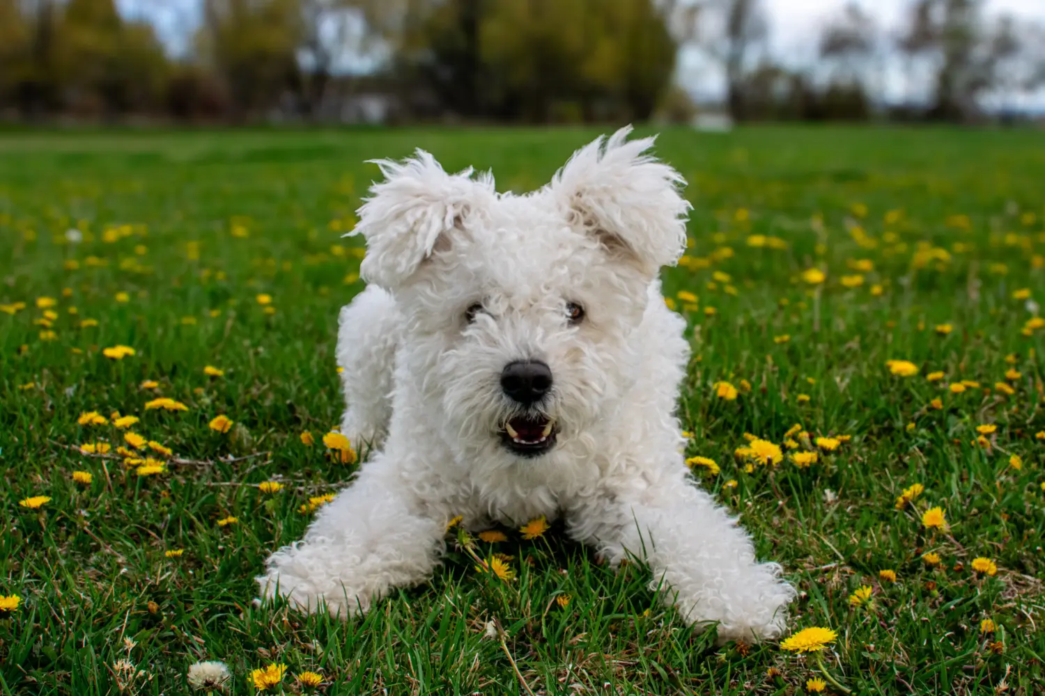 Buying a Pumi puppy means taking responsibility! Buy Pumi puppies.
