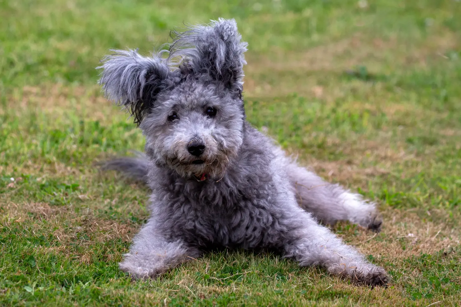 Buying a Pumi puppy means taking responsibility! Buy Pumi puppies.