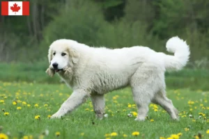 Read more about the article Pyrenean Mountain Dog Breeders and Puppies in Canada