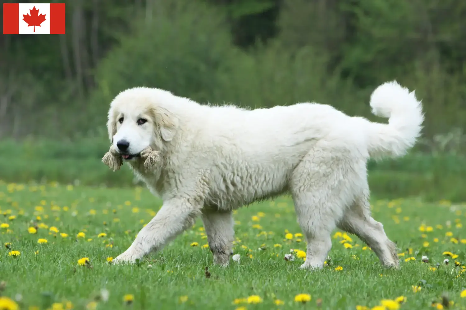 Pyrenean Mountain Dog puppies and breeders Canada Find Pyrenean Mountain Dog breeders in Canada.