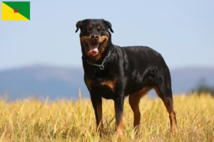 Read more about the article Rottweiler breeders and puppies in French Guiana
