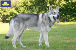 Read more about the article Saarloos wolfhound breeders and puppies in the Brussels-Capital Region