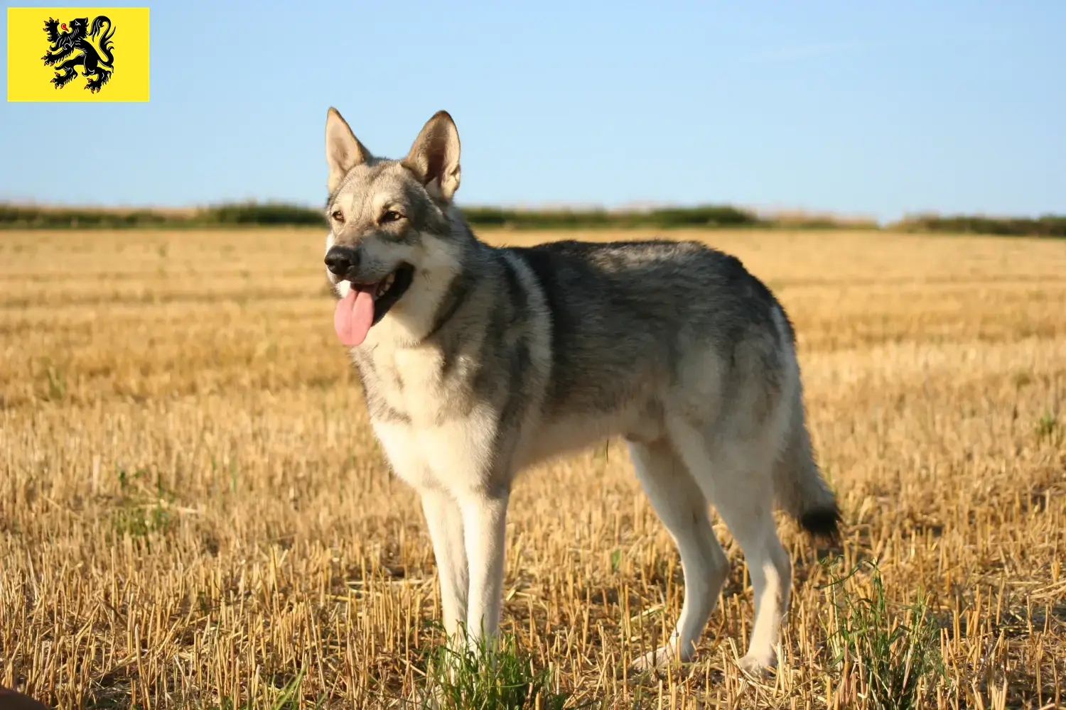 Read more about the article Saarloos wolfhound breeders and puppies in Flanders