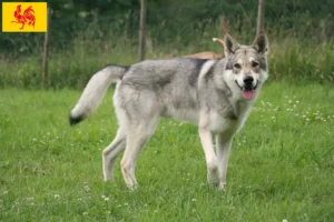 Read more about the article Saarloos Wolfdog breeders and puppies in Walloon Region