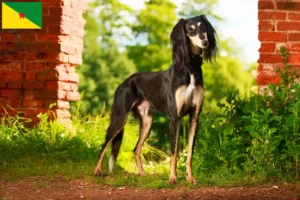 Read more about the article Saluki breeders and puppies in French Guiana