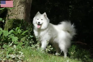 Read more about the article Samoyed breeders and puppies in the USA