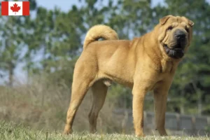 Read more about the article Shar-Pei breeders and puppies in Canada