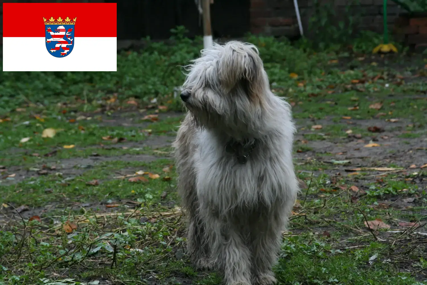 Sheep Poodle puppies and breeders Hessen Here you can find Sheep Poodle breeders in Hessen.