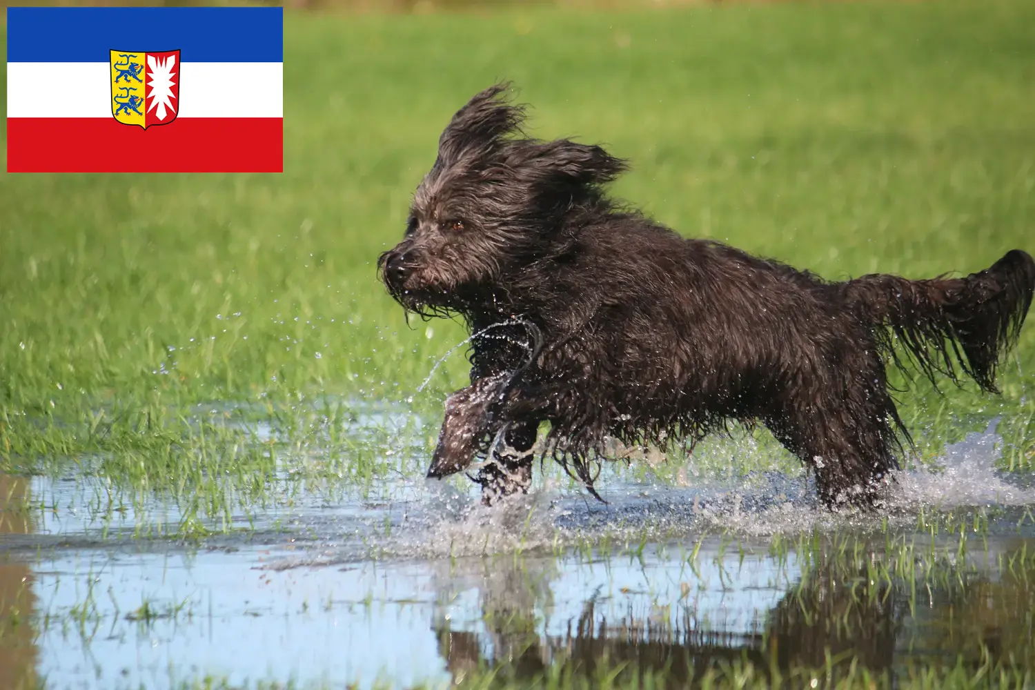 Read more about the article Sheep Poodle breeders and puppies in Schleswig-Holstein