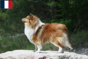 Read more about the article Sheltie breeders and puppies on Réunion