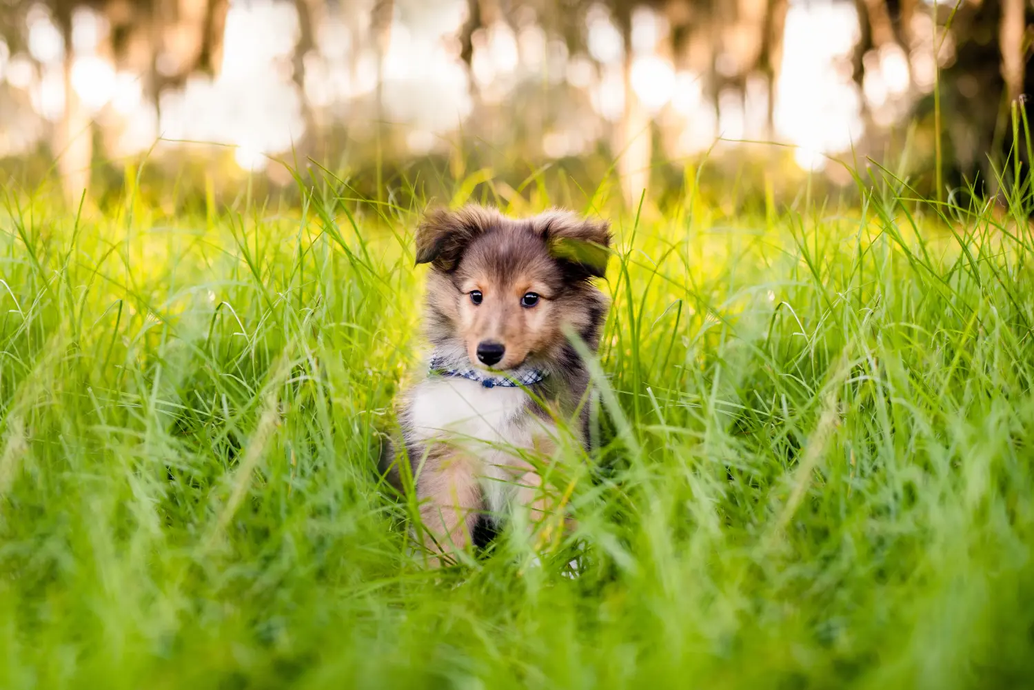 Buying a Sheltie puppy means taking responsibility! Buy Sheltie puppies.