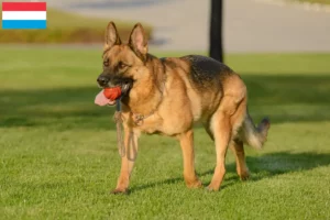 Read more about the article Shepherd dog breeders and puppies in Luxembourg