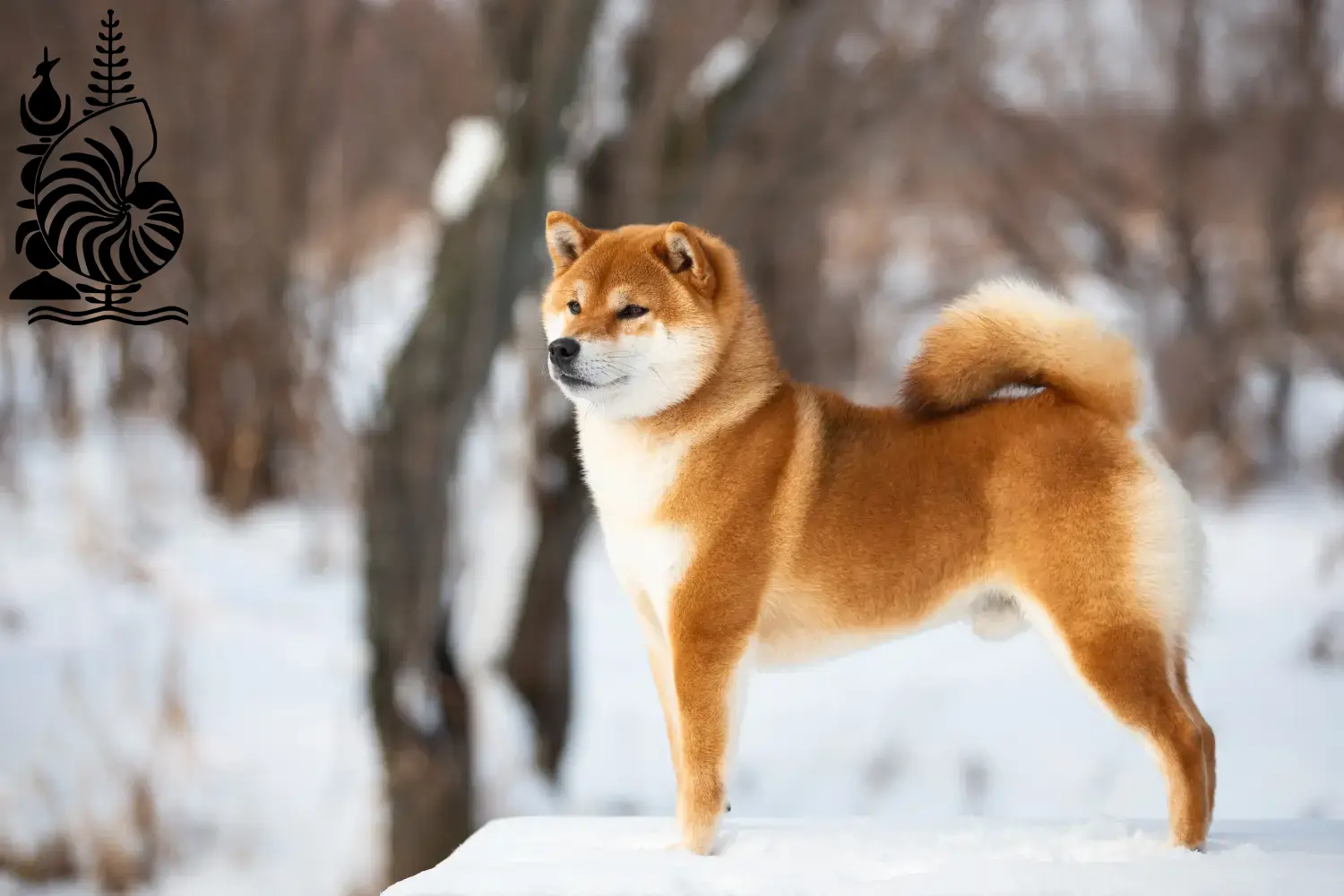 Shiba puppies and breeders New Caledonia Here you can find Shiba breeders in New Caledonia.