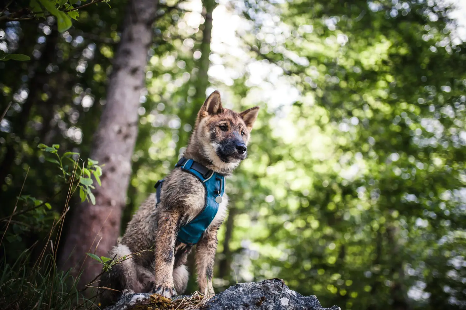 Buying a Shikoku puppy means taking responsibility! Buy Shikoku puppies.