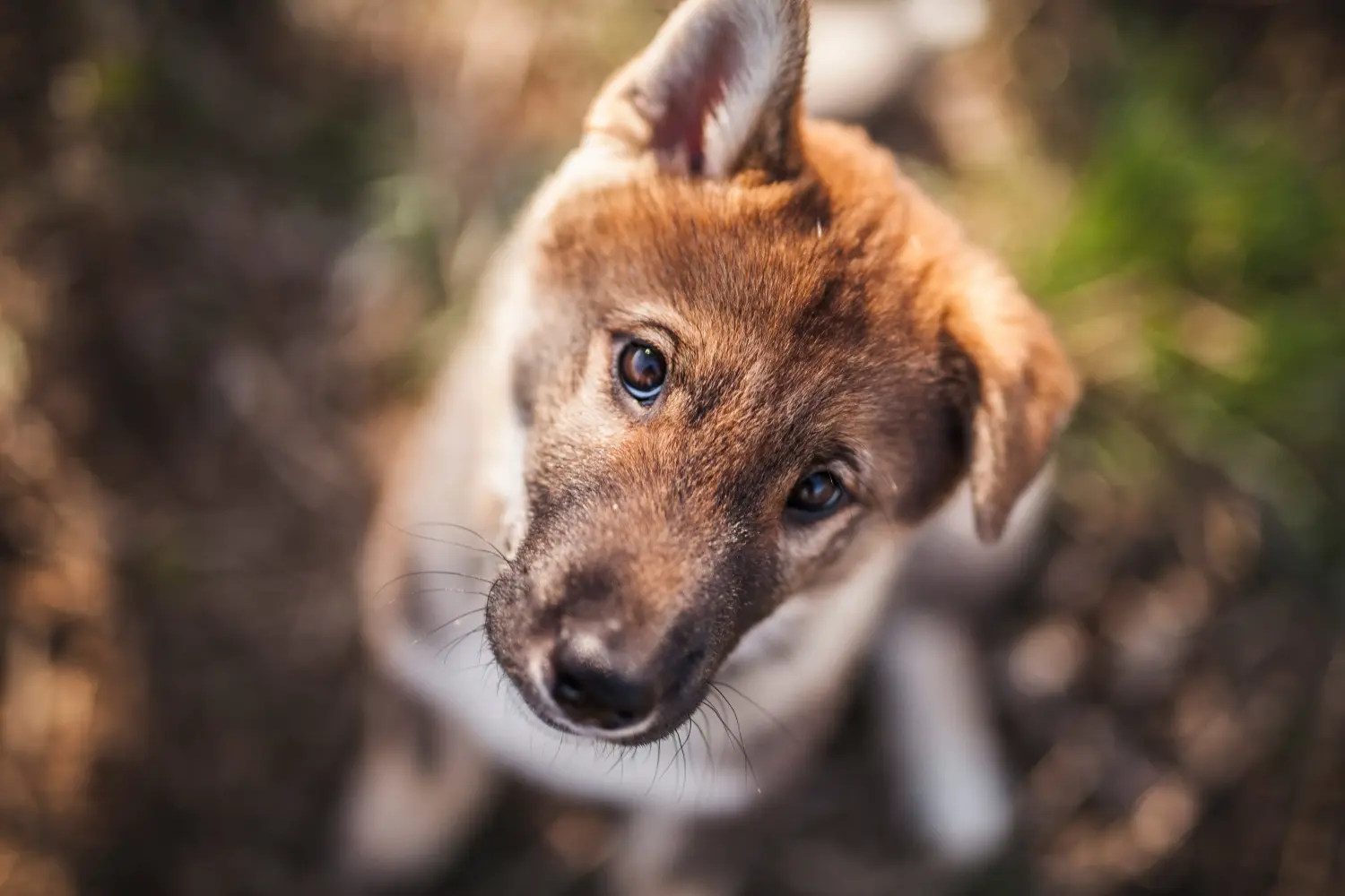 Buying a Shikoku puppy means taking responsibility! Buy Shikoku puppies.