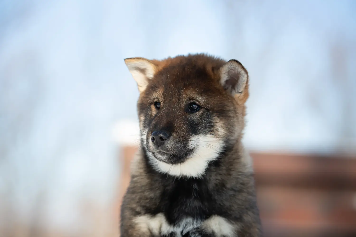 Buying a Shikoku puppy means taking responsibility! Buy Shikoku puppies.