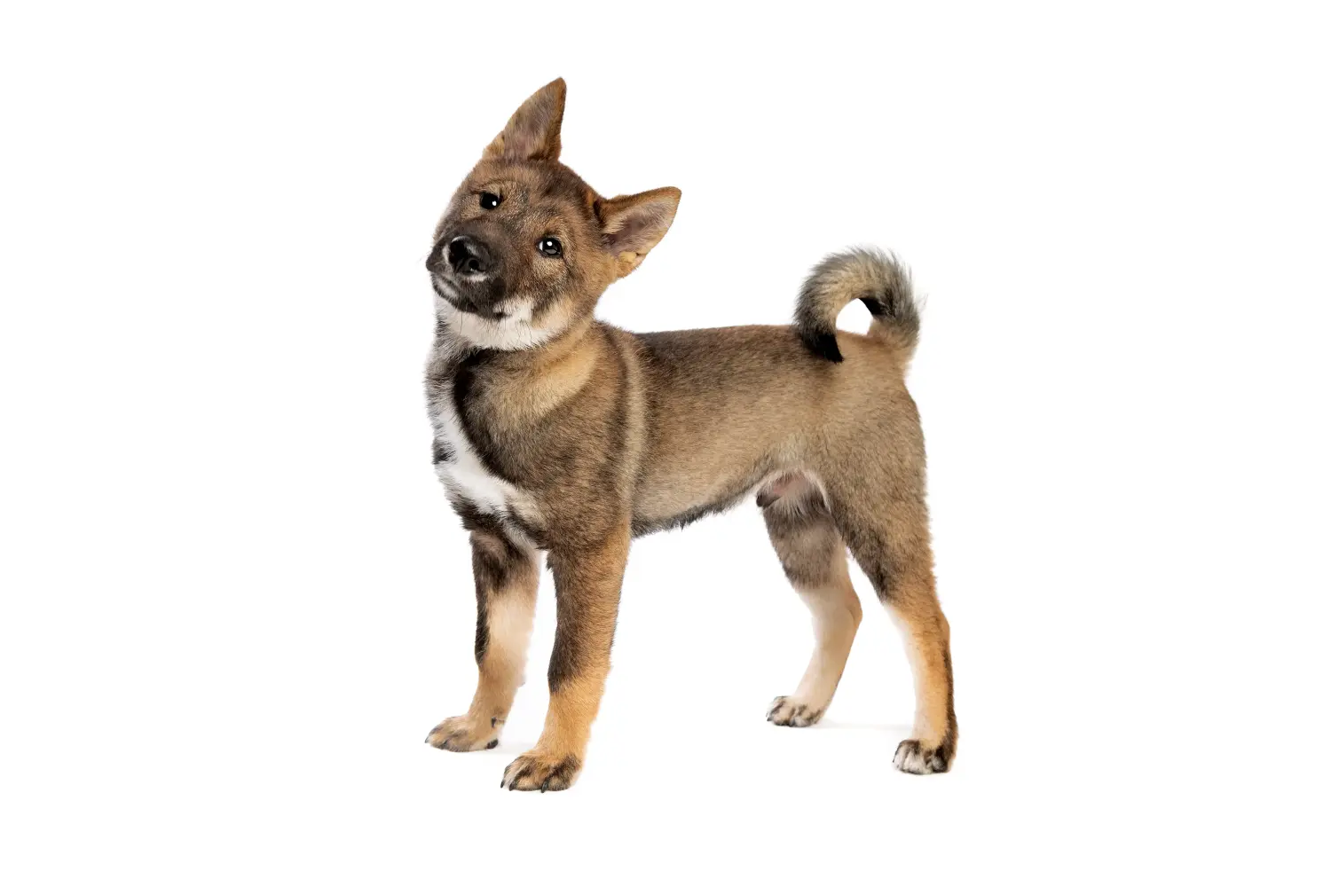 Buying a Shikoku puppy means taking responsibility! Buy Shikoku puppies.