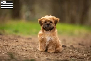 Read more about the article Shorkie breeders and puppies in Brittany