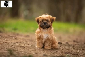 Read more about the article Shorkie breeders and puppies in Corsica
