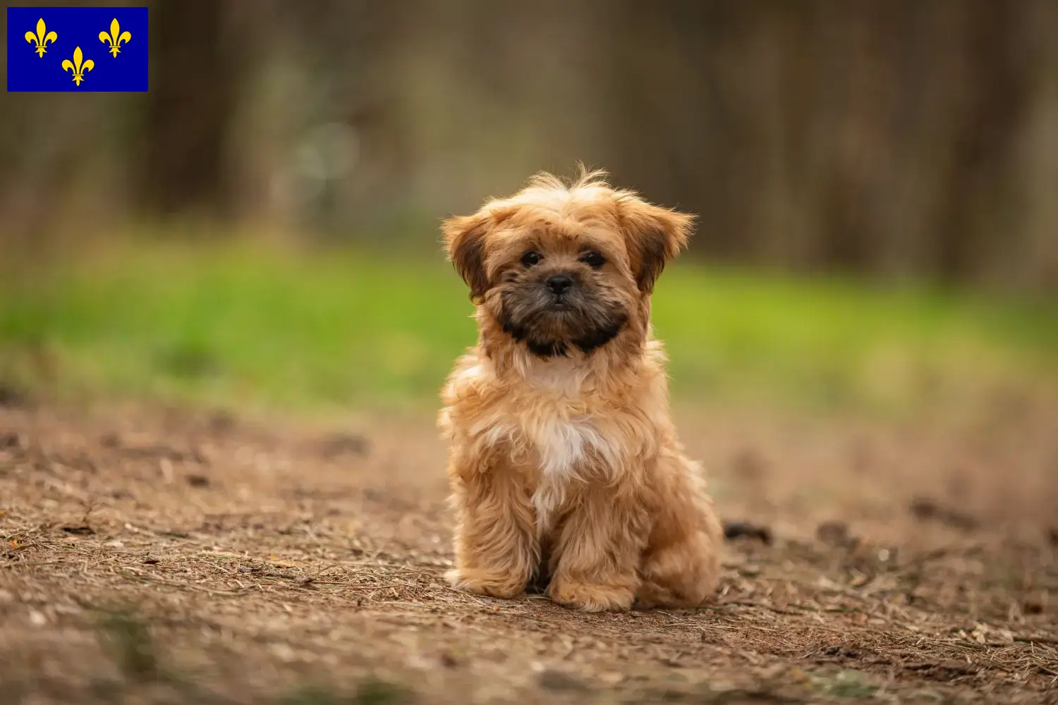 Read more about the article Shorkie breeders and puppies in Île-de-France