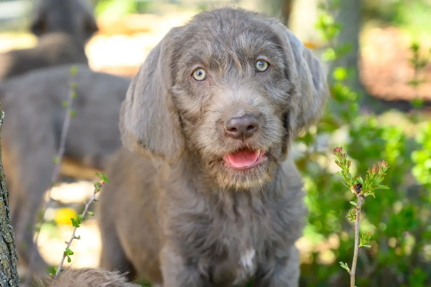 Buying a Slovakian wire-haired puppy means taking responsibility! Buy Slovakian wire-haired puppies.
