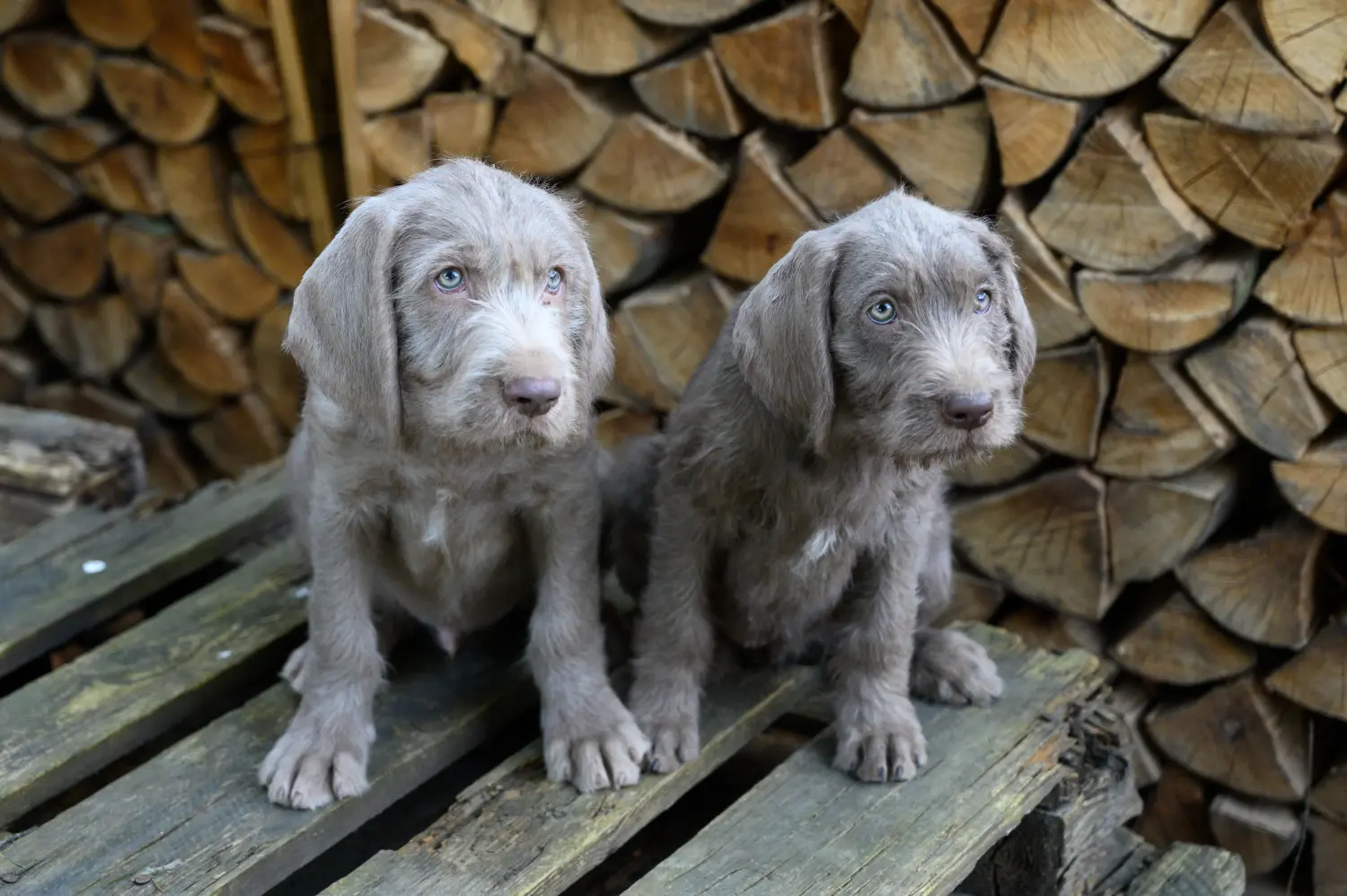 Buying a Slovakian wire-haired puppy means taking responsibility! Buy Slovakian wire-haired puppies.