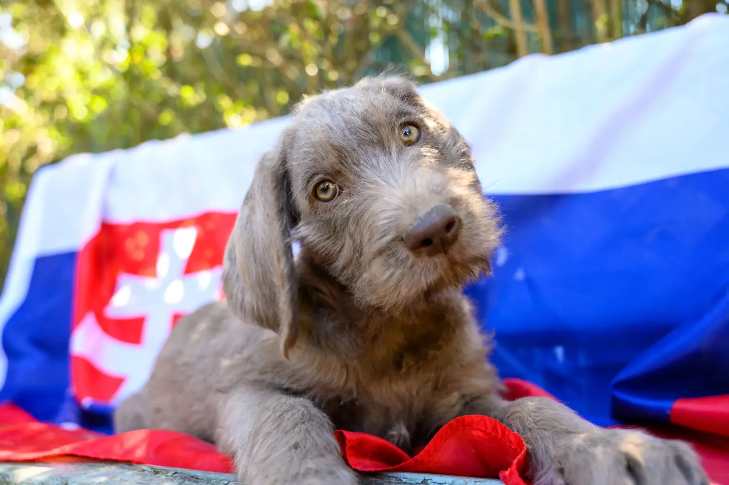 Buying a Slovakian wire-haired puppy means taking responsibility! Buy Slovakian wire-haired puppies.