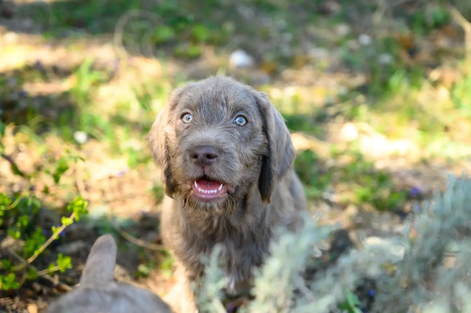 Buying a Slovakian wire-haired puppy means taking responsibility! Buy Slovakian wire-haired puppies.