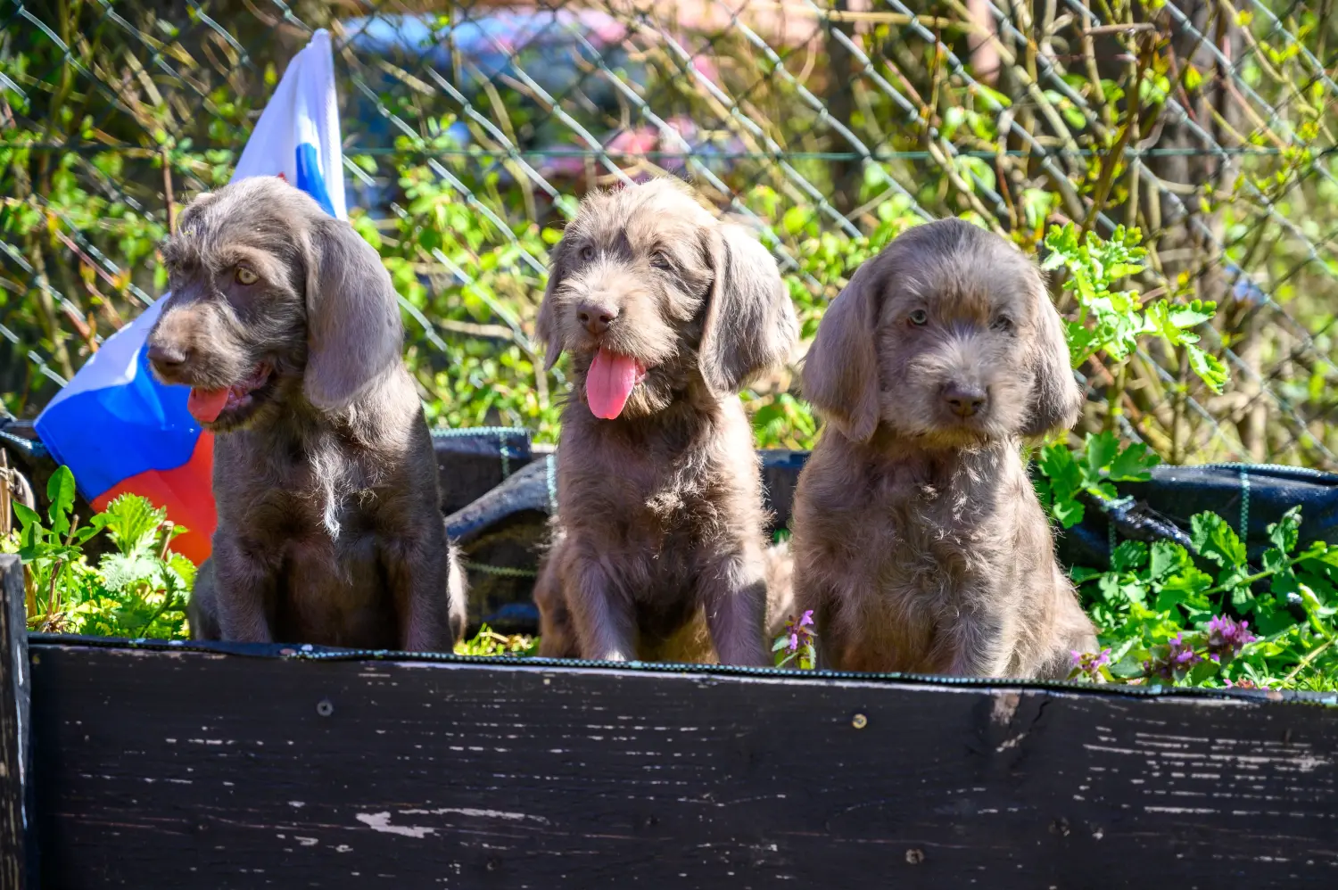 Buying a Slovakian wire-haired puppy means taking responsibility! Buy Slovakian wire-haired puppies.