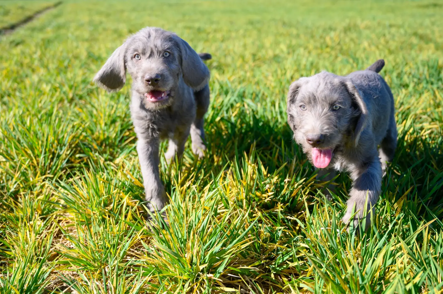 Buying a Slovakian wire-haired puppy means taking responsibility! Buy Slovakian wire-haired puppies.