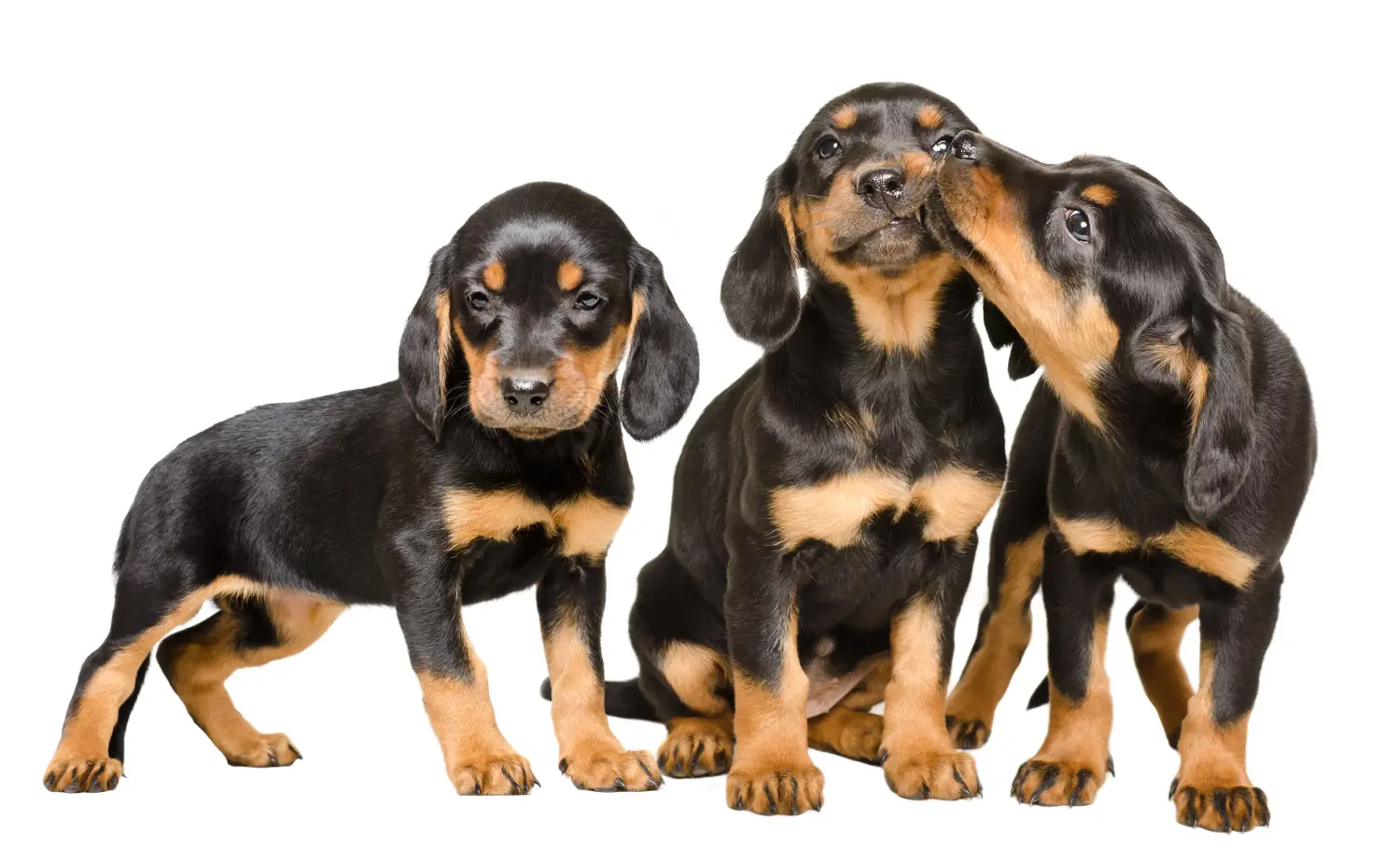 Buying a Slovenský kopov puppy means taking responsibility! Buy Slovenský kopov puppies.