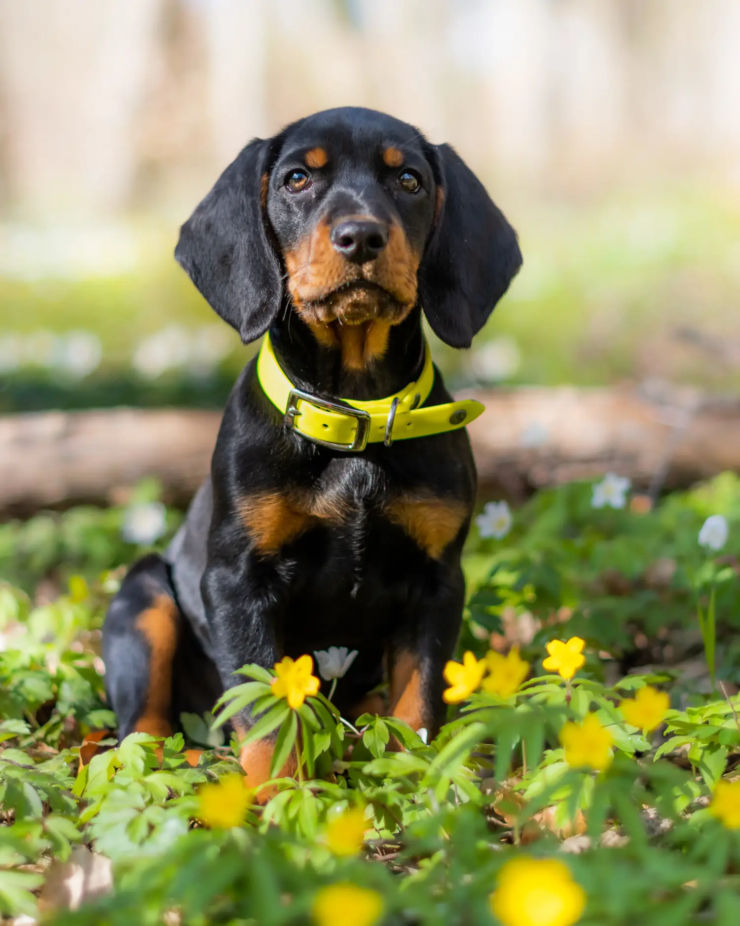 Buying a Slovenský kopov puppy means taking responsibility! Buy Slovenský kopov puppies.