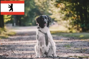Read more about the article Stabij breeders and puppies in Berlin