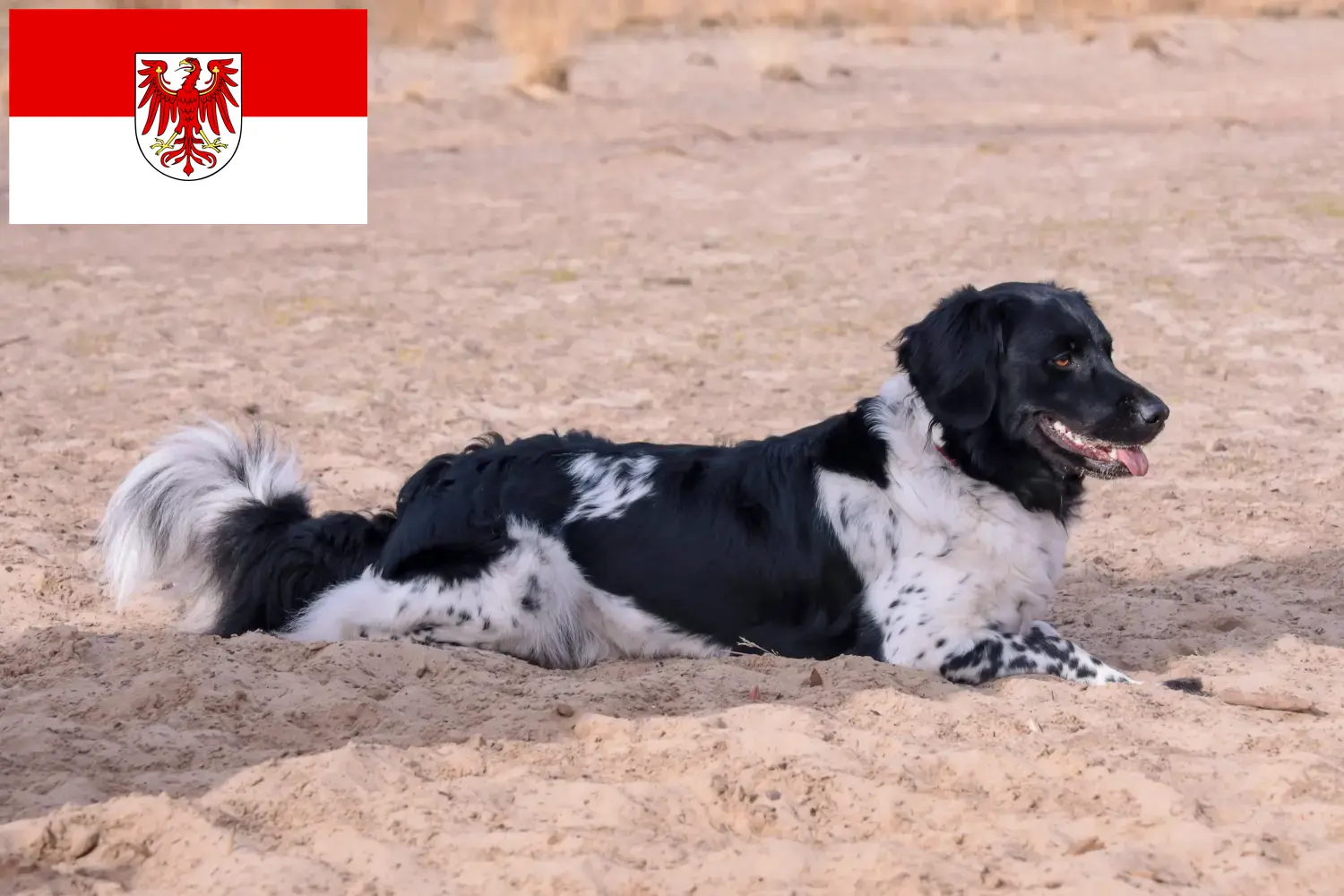 Stabij puppies and breeders Brandenburg Here you can find Stabijs breeders in Brandenburg.