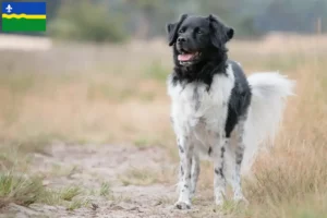 Read more about the article Stabij breeders and puppies in Flevoland
