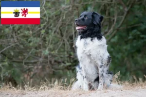 Read more about the article Stabij breeders and puppies in Mecklenburg-Vorpommern