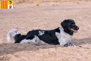Read more about the article Stabij breeders and puppies in Provence-Alpes-Côte d’Azur