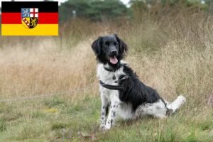 Read more about the article Stabij breeders and puppies in Saarland